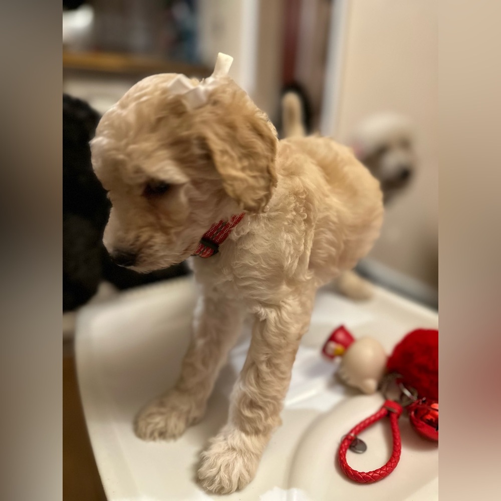 Rehoming Standard Poodles just in time for Christmas 🐩